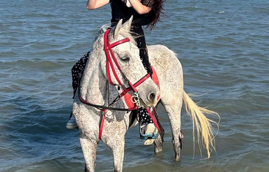 Horse riding tour 1hour