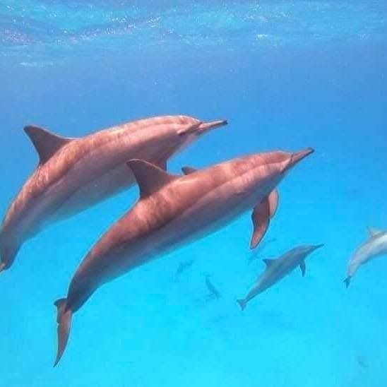 Hurghada-Explorers-Trips-Dolphine