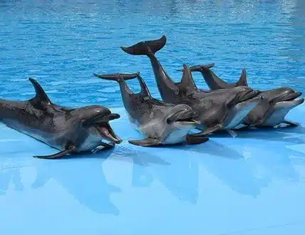 Hurghada-Explorers-Trips-Dolphine