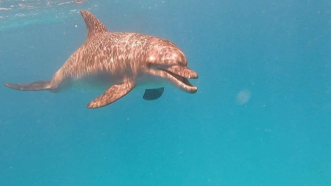Hurghada-Explorers-Trips-Dolphine