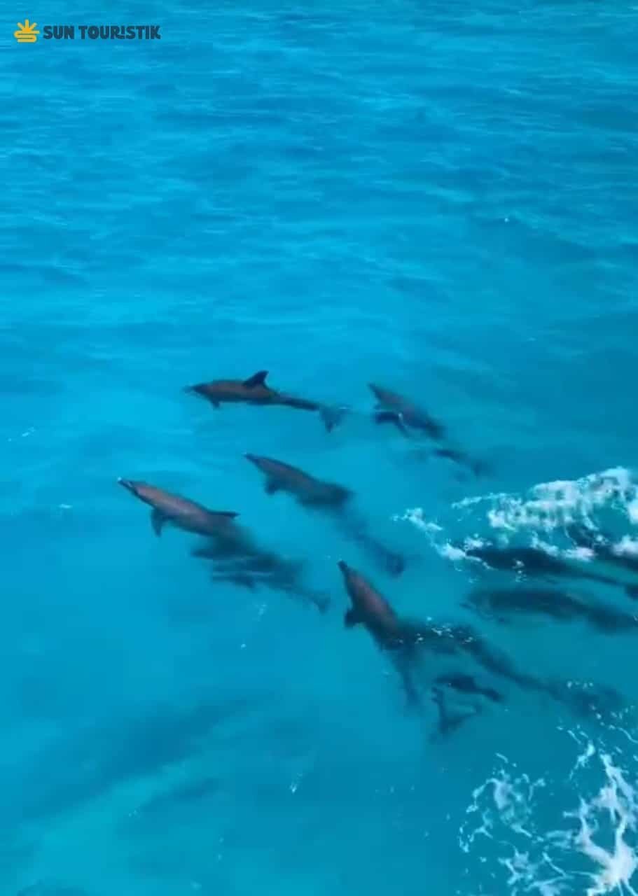 Hurghada-Explorers-Trips-Dolphine