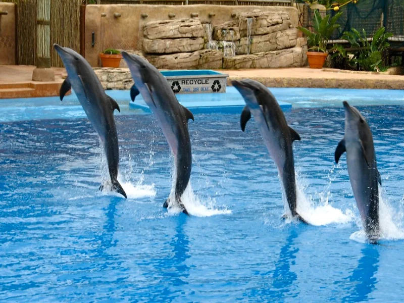Dolphin Show