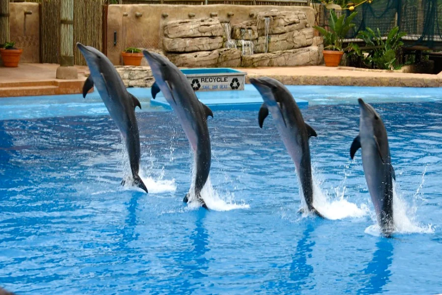 Dolphin Show