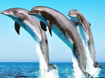 Dolphin House VIP Hurghada | Luxus Schnorcheltour mit Delfinen im Roten Meer