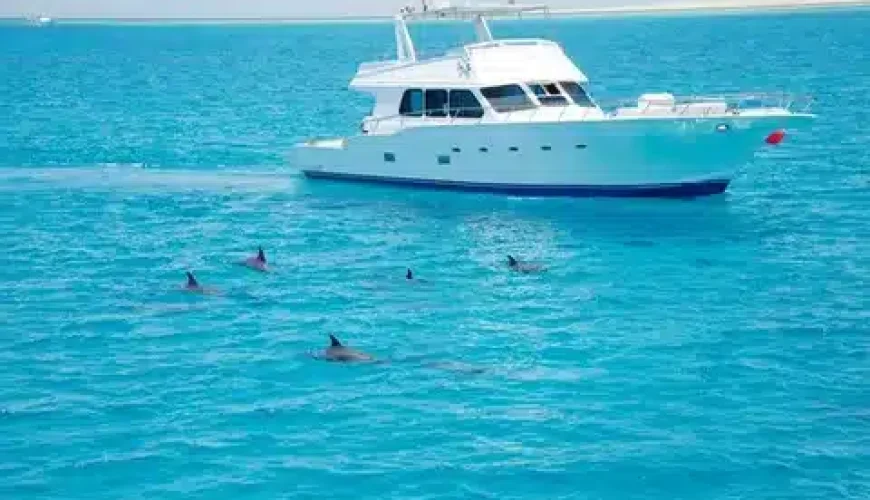 Dolphin House VIP Hurghada | Luxus Schnorcheltour mit Delfinen im Roten Meer
