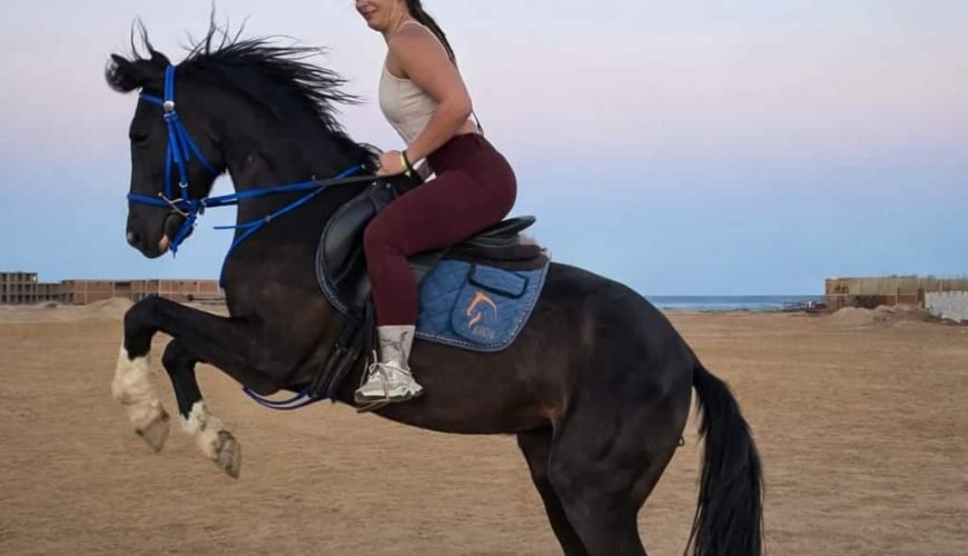 Pferde reiten Hurghada – Bestes Reiterlebnis am Strand & in der Wüste
