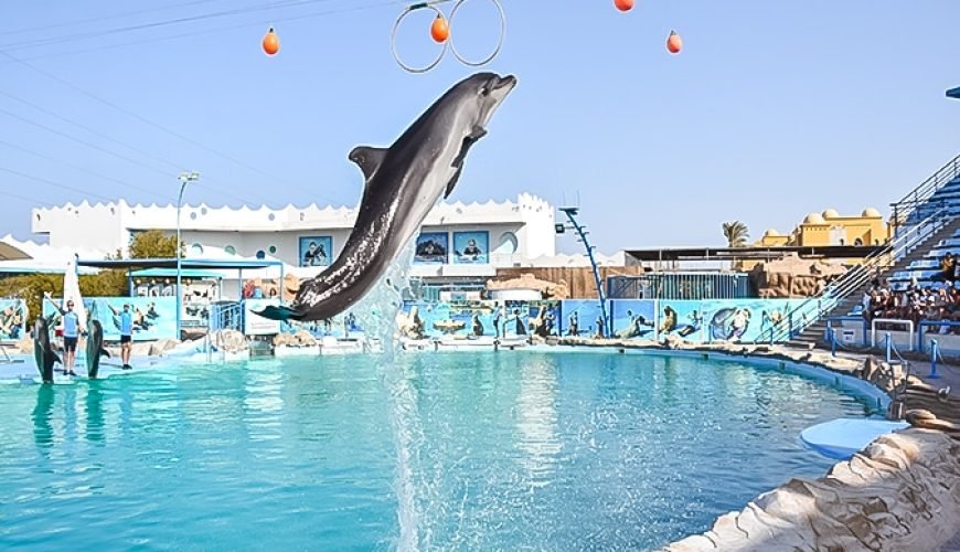 Dolphin hurghada
