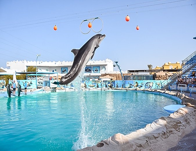 Dolphin hurghada