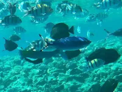 Voodoo Divers Hurghada | Professional Scuba Diving & Red Sea Adventures