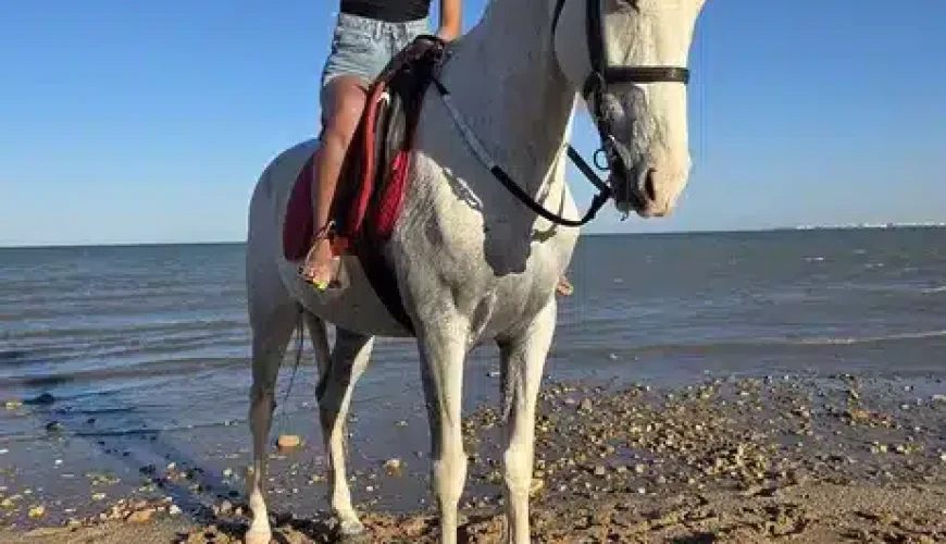 Horse Riding Hurghada