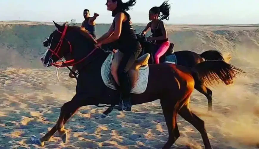 Book Your Swimming with Horses