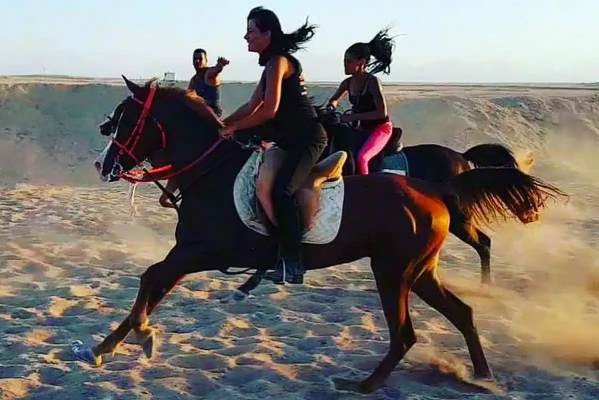 Book Your Swimming with Horses