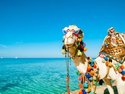 Hurghada Camel