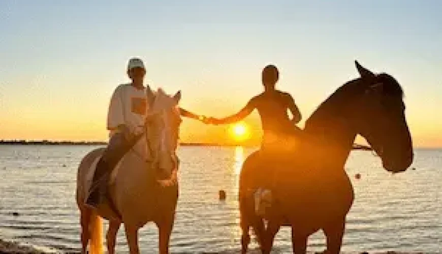 Beautiful horses