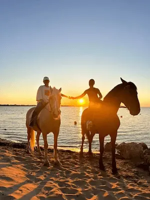 Beautiful horses