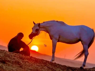 Horse Riding in Hurghada | Best Beach & Desert Horse Tours in Egypt